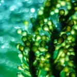biofuels