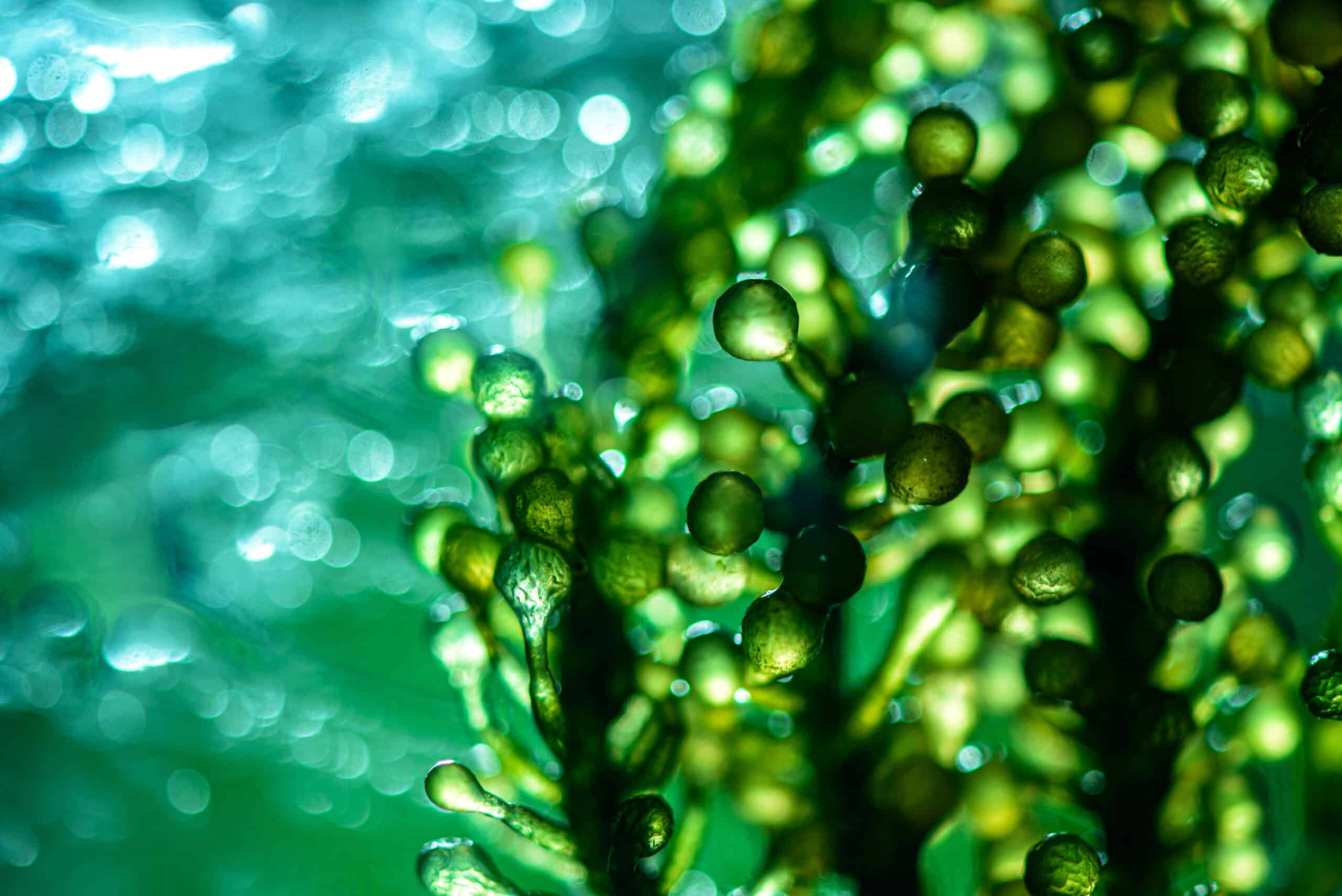 biofuels