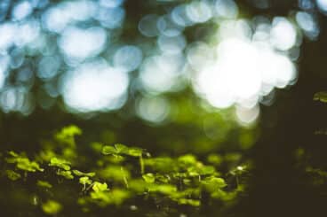 guide to carbon credits